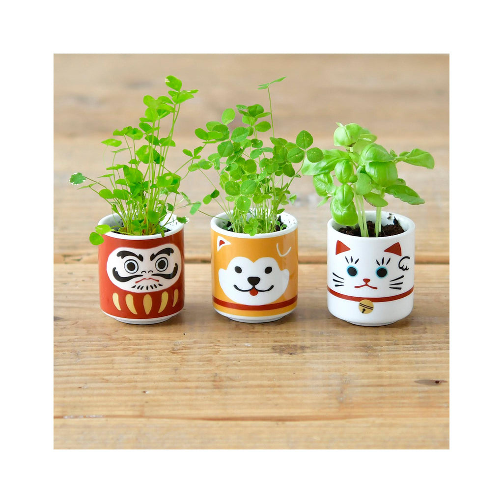 Lucky Plants