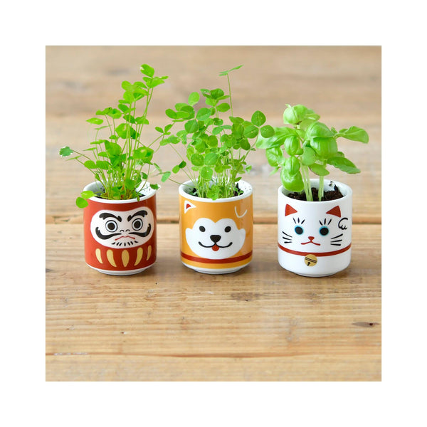 Lucky Plants