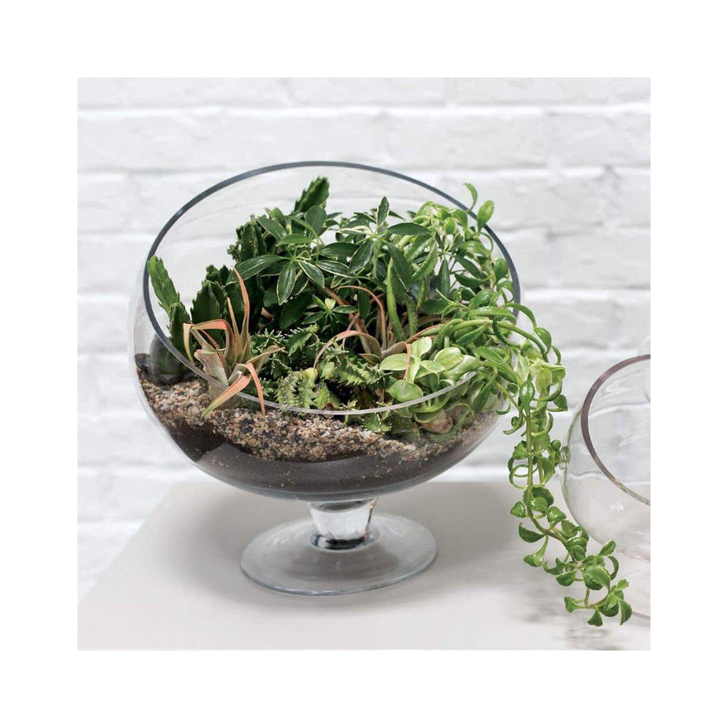 Make Your Own Open Terrarium Workshop