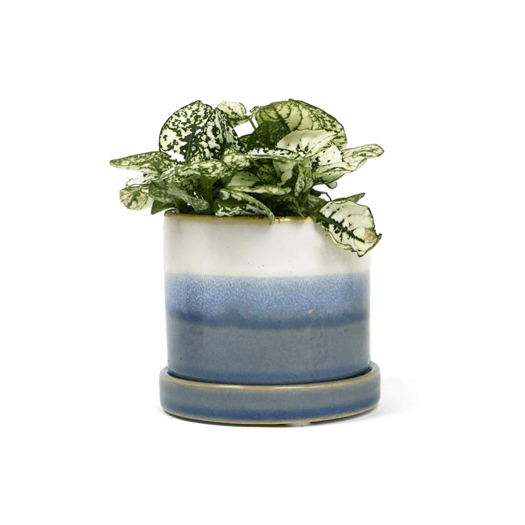 Colori Prep Paring Knife Set - Blue Layers