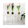 Catalonia Carafe - as forcing bulb vessel