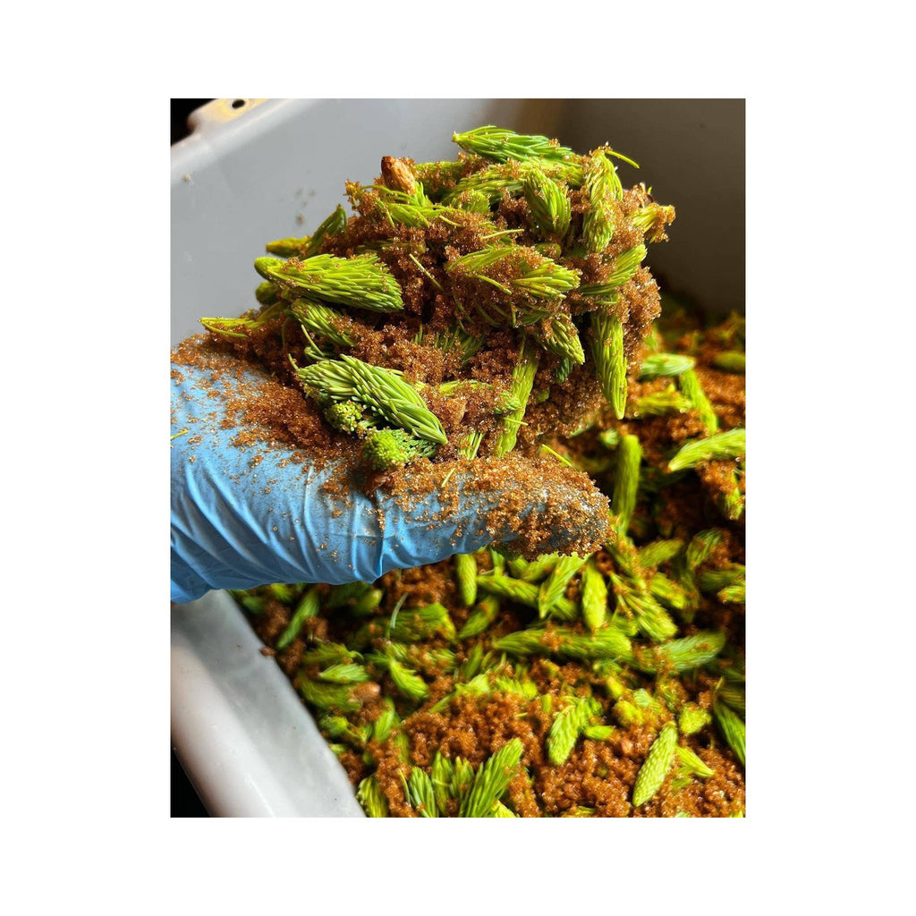 Spruce Syrup - spruce tips