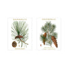 Koustrup & Co. Boxed Mini Cards - Holiday - Pinecones